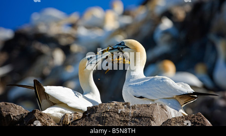 Morus bassanus, sule. Dare Del Regalo entro una coppia. Bass Rock, Scozia Foto Stock