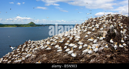 Morus bassanus, sule. Parte della colonia a Bass Rock, Scozia Foto Stock