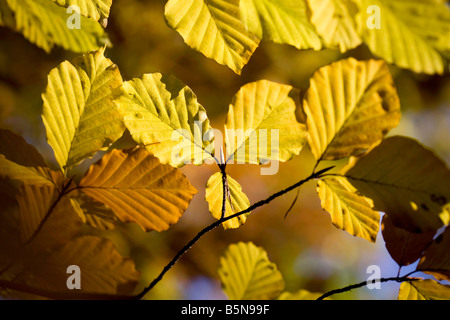 Rami di dorata di foglie di faggio contro un cielo blu in autunno Foto Stock