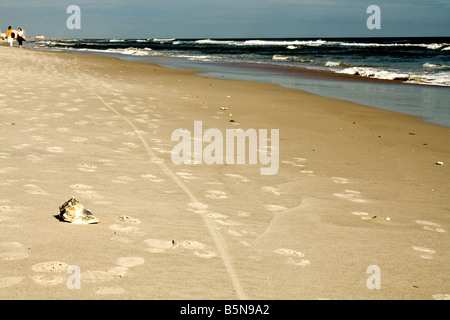 Lone conchiglia sulla spiaggia in mezzo di footprint e pneumatico di una bicicletta tracce nella spiaggia di Jacksonville, Florida Foto Stock