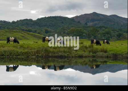 Una lenta esposizione cattura cinque Belted Galloway bovini si muove attraverso questa immagine riflessa. Foto Stock
