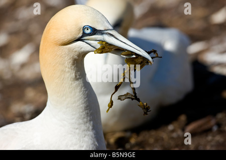 Morus bassanus, Gannett. Con un dono di materiale nido. Bass Rock, Scozia Foto Stock