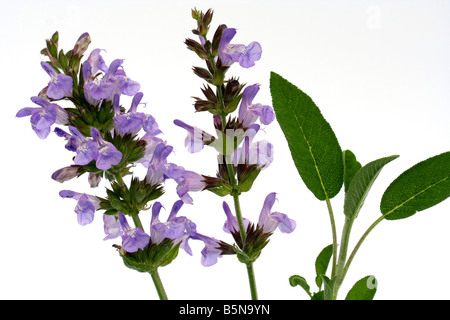 La salvia Salvia officinalis Foto Stock