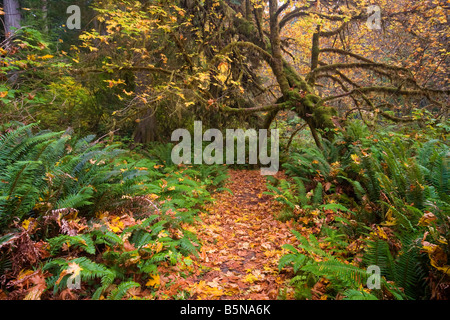 Percorso di foresta in autunno situato fuori la Newton B. Drury Scenic Byway nella Prairie Creek Redwoods State Park Foto Stock