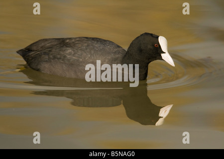 Una folaga riflessa nel lago a South Norwood Country Park Foto Stock