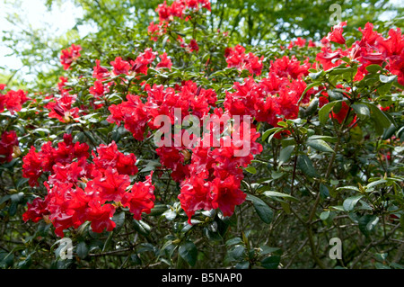 Rosso brillante rhodendron bush in piena fioritura Foto Stock