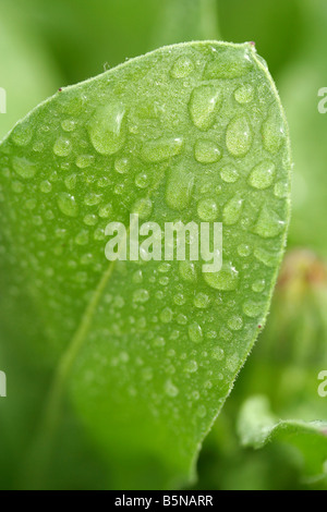 Tagete foglia con gocce di Calendula officinalis Foto Stock