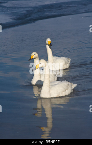 Hokkaido in Giappone unico Whooper Swan Cygnus cygnus su una sezione aperta del lago ghiacciato di Kussharo Akan National Park Foto Stock