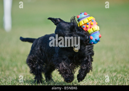 Scottish terrier acceso tramite l'erba giocando con un coloratissimo giocattolo stridulo. Foto Stock