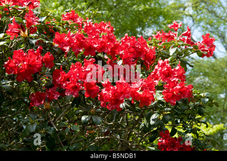 Rosso brillante rhodendron bush in piena fioritura Foto Stock