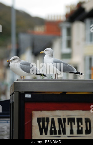 Herring Gulls, Larus argentatus appollaiato su una scatola telefonica, Aberystwyth, Galles, Regno Unito. Foto Stock