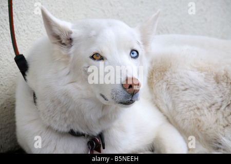White Siberian Husky 2 Foto Stock