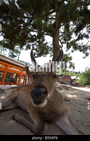 Deer sull'isola di Miyajima in Giappone Foto Stock