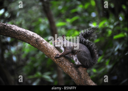 Uno scoiattolo sale su un albero Foto Stock