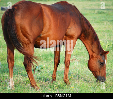 Incinta cavallo al pascolo in un pascolo Foto Stock