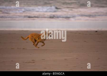 Cane che corre sulla spiaggia in Oregon Foto Stock