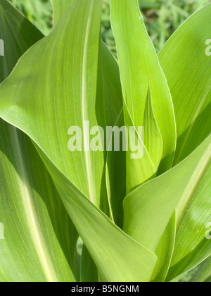 Mature agricola commerciale di piante di mais Foto Stock