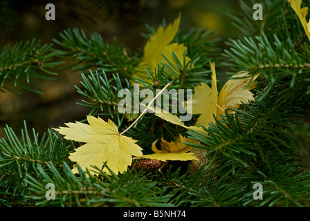Giallo di foglie di acero hanno caduto la struttura ad albero e sbarcati su un letto di corto-aguglia ramo di pino Foto Stock
