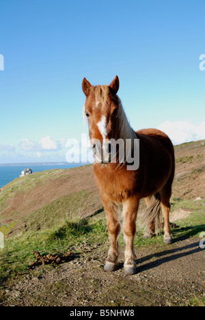 Un pony Shetland sulle rupi costiere vicino a porthleven in cornwall, Regno Unito Foto Stock