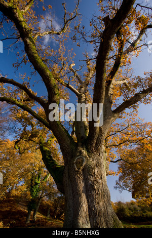 Pollarded antica Quercia farnia Quercus robur a Moyles Corte nuova foresta in autunno Hants Foto Stock