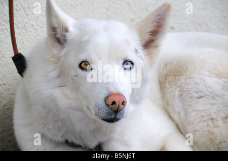 White Siberian Husky Foto Stock
