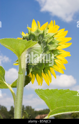 Vista posteriore di un fiore di girasole Helianthus annuus Foto Stock