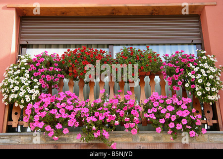 Fiori in una finestra Foto Stock