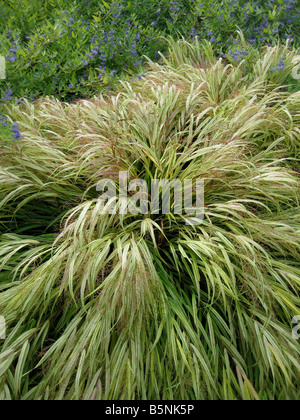 Golden Hakone erba Hakonechloa macra aureola Foto Stock