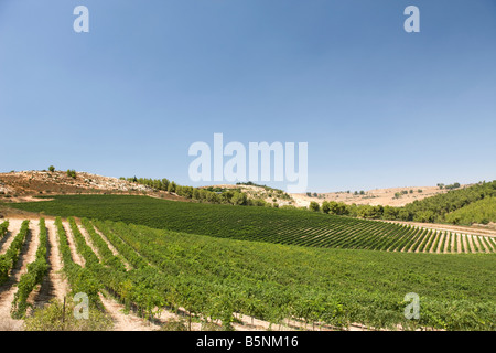 Vigneti nei pressi di Safed Galilea superiore ISRAELE Foto Stock