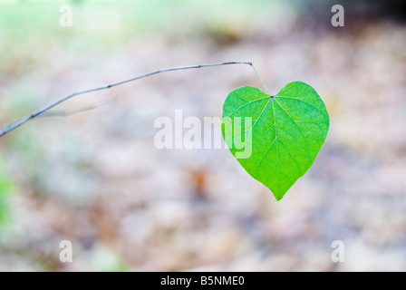 Ultimo residuo a forma di cuore sulla foglia di un ramo Foto Stock