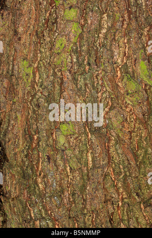 Leccio Quercus ilex vicino di corteccia su albero maturo Foto Stock