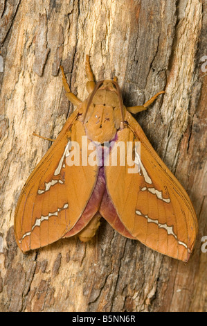 Australian ghost swift moth poggiante su gumtree Foto Stock