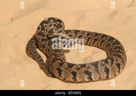 Israele Vipera palaestinae è un infame viper delle specie che si trovano in Siria Giordania Israele e Libano Settembre Foto Stock