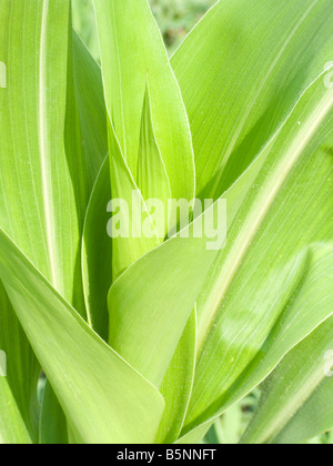 Mature agricola commerciale di piante di mais Foto Stock