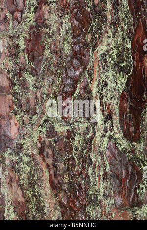 Pino silvestre Pinus sylvestris close up sulla corteccia di albero maturo Foto Stock