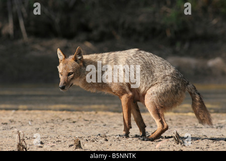 Golden Jackal Canis aureus anche chiamato orientali Asiatici o comuni o Jackal Israele Foto Stock