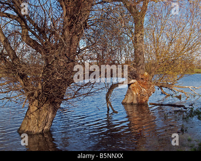 Alberi in un invaso feild Foto Stock