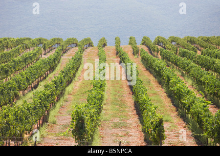 Vigneti nei pressi di Safed Galilea superiore ISRAELE Foto Stock