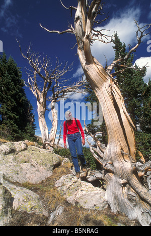 Escursionista scende attraverso il bristlecones, Mount Golia Area Naturale, Mount Evans, Colorado. Foto Stock