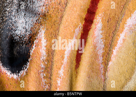 Close up femmina falena Atlas Attacus atlas ala che mostra i singoli colori in scala. Campione controllato. Foto Stock