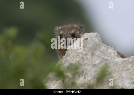 Israele nel deserto della Giudea Rock Hyrax Procavia capensis Foto Stock