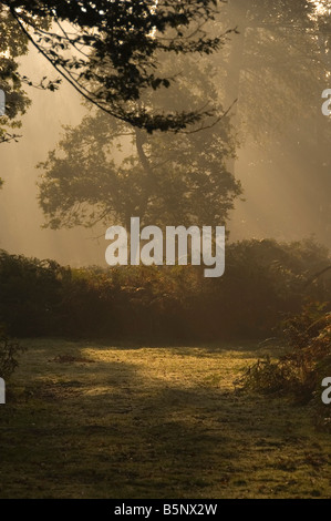 Early Morning Light la Nuova Foresta Hampshire England Regno Unito Foto Stock