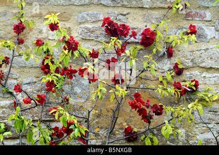 Chaenomeles Japonica speciosa 'simonil' Cotogna giapponese Foto Stock