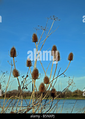 Teasels contro il cielo. Foto Stock