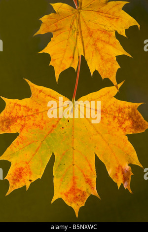 Foglie di acero riccio Acer platanoides in autunno fortemente colorato Dorset Foto Stock