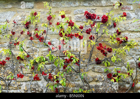 Chaenomeles Japonica speciosa 'simonil' Cotogna giapponese Foto Stock