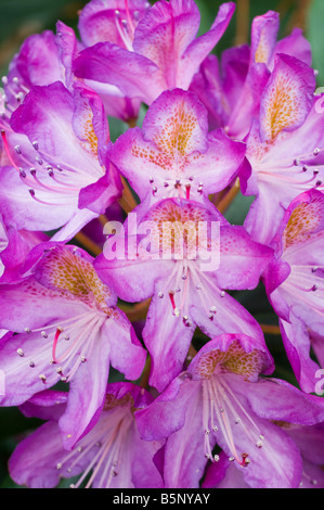 Viola Azalee in fiore varietà non identificato Foto Stock