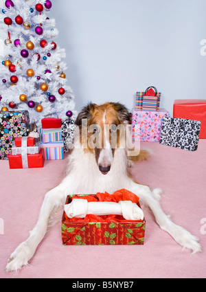 Cane con boxed osso grande regalo di Natale Foto Stock