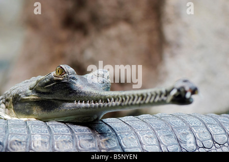 Dettaglio della testa della Indial gavial - criticamente le specie in via di estinzione - Gavialis gangeticum Foto Stock