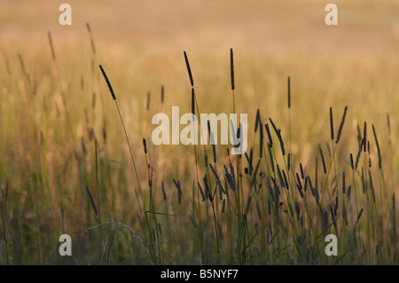 Abstract shot delle lame di erba - Sera Foto Stock